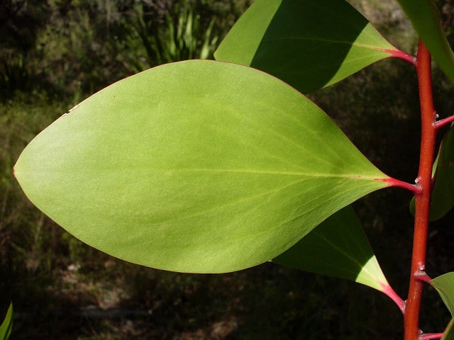 Persoonia levis