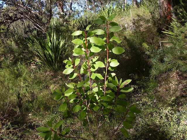 Persoonia levis