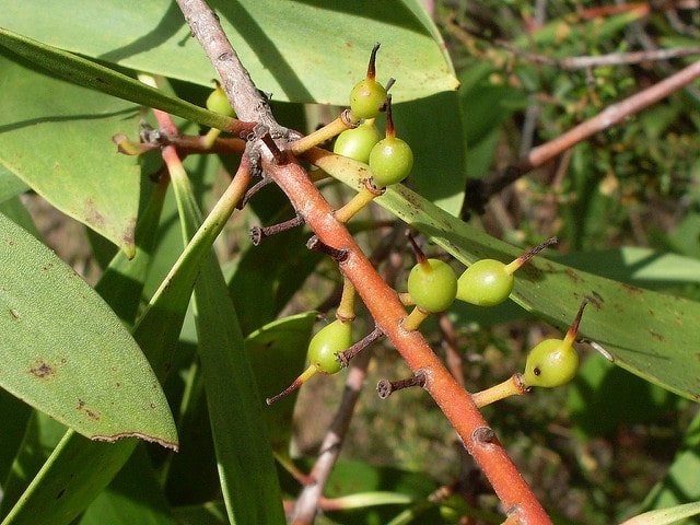 Persoonia levis (Persoonia levis)