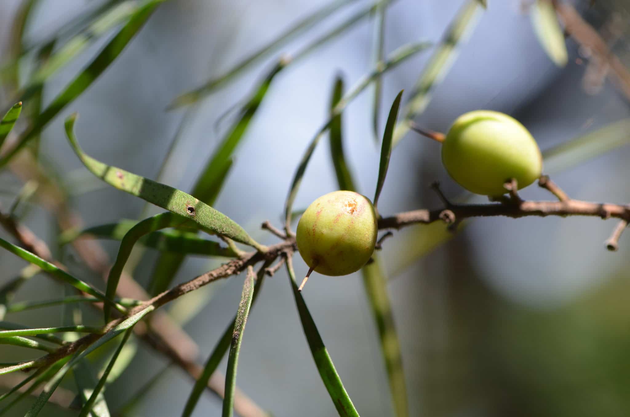 Persoonia linearis