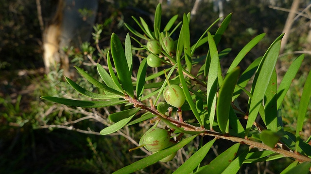 Persoonia linearis