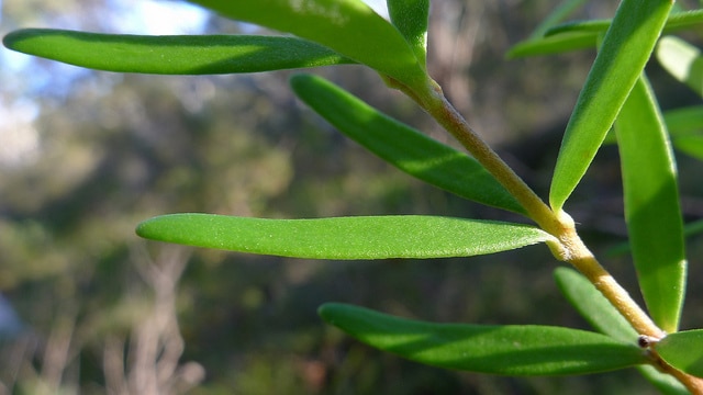 Persoonia linearis