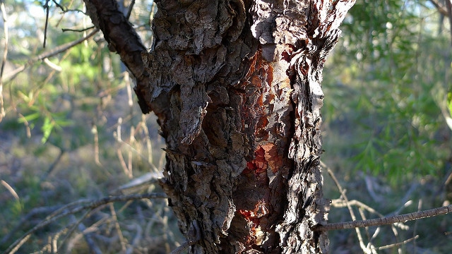 Persoonia linearis