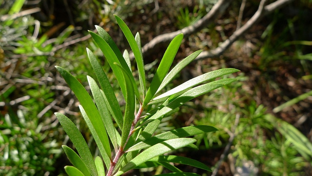 Persoonia linearis