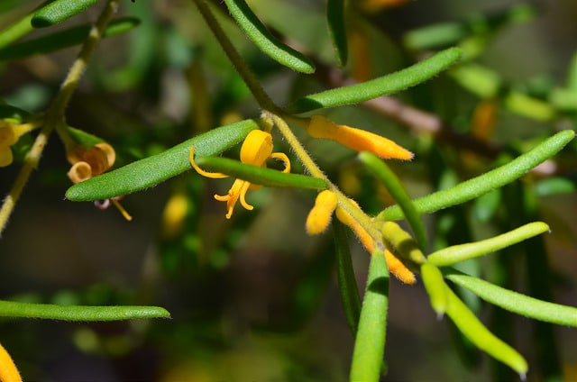 Persoonia mollis