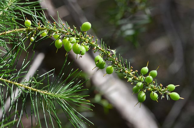 Persoonia pinifolia