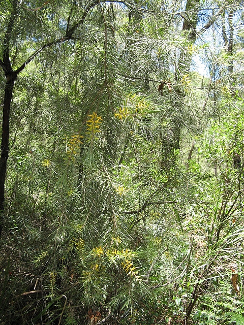 Persoonia pinifolia