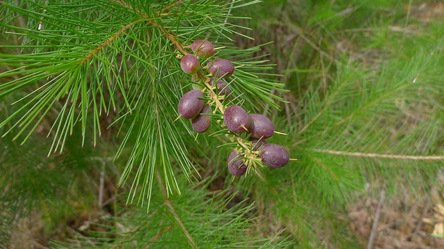 Persoonia pinifolia