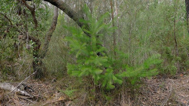Persoonia pinifolia