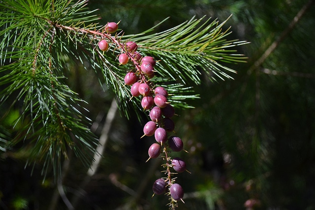 Persoonia pinifolia