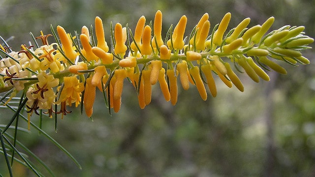 Persoonia pinifolia