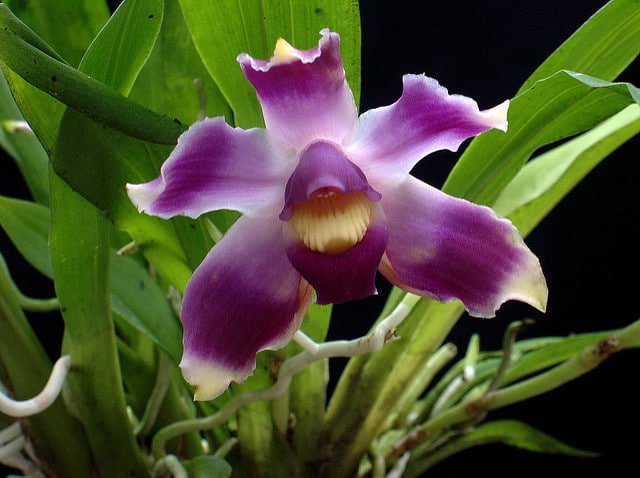 Pescatoria coelestis