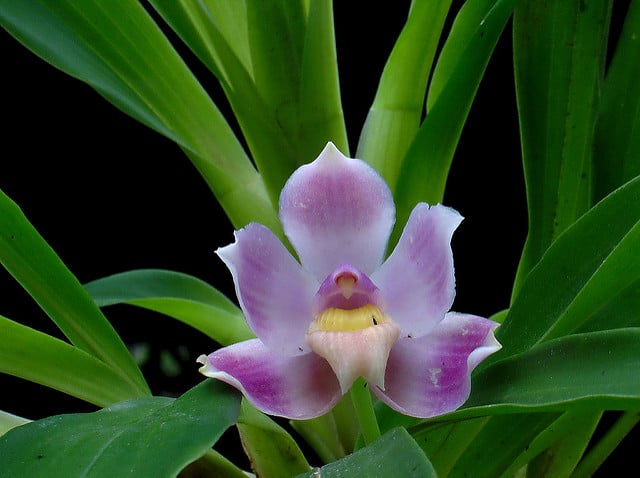 Pescatoria coelestis