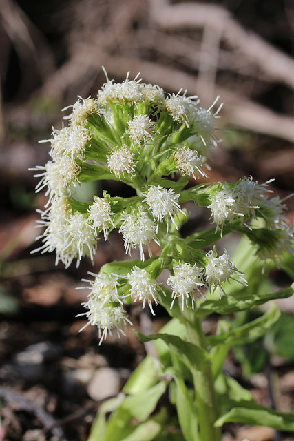 Pétasite blanc