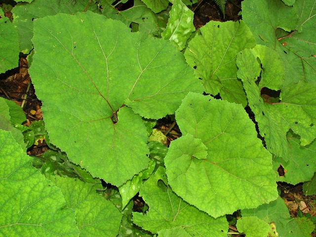 Pétasite blanc