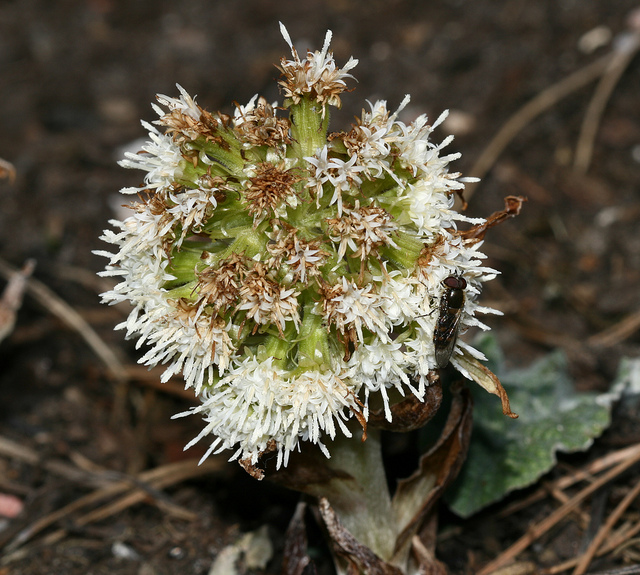Pétasite blanc (Petasites albus)