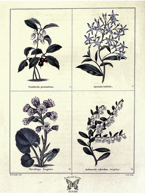 Pétasite (Petasites fragrans)