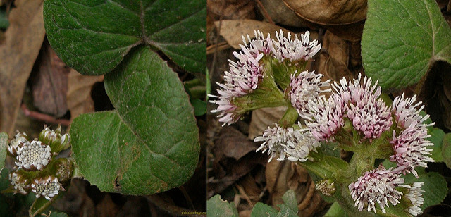 Pétasite