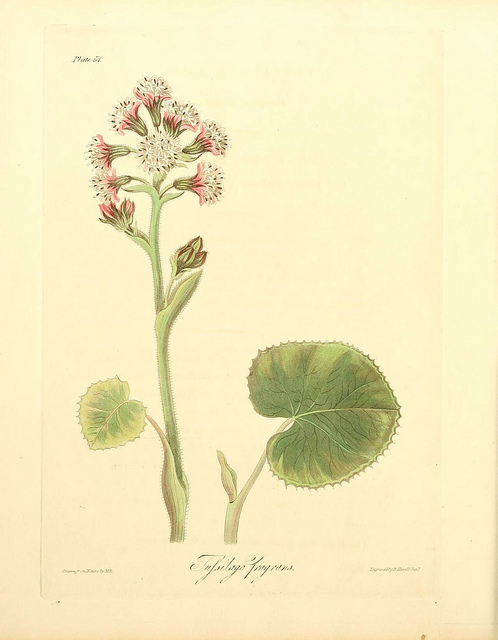 Pétasite