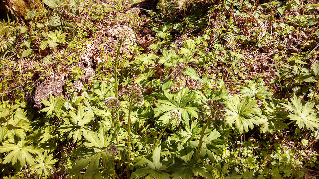 Petasites frigidus