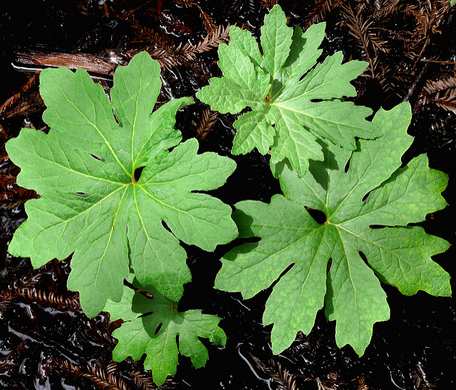 Petasites frigidus