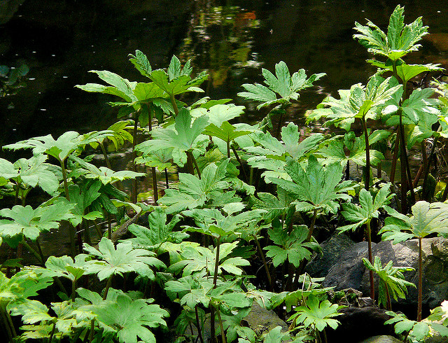 Petasites frigidus