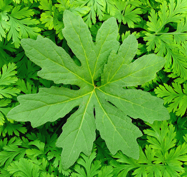 Petasites frigidus