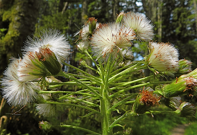 Petasites frigidus