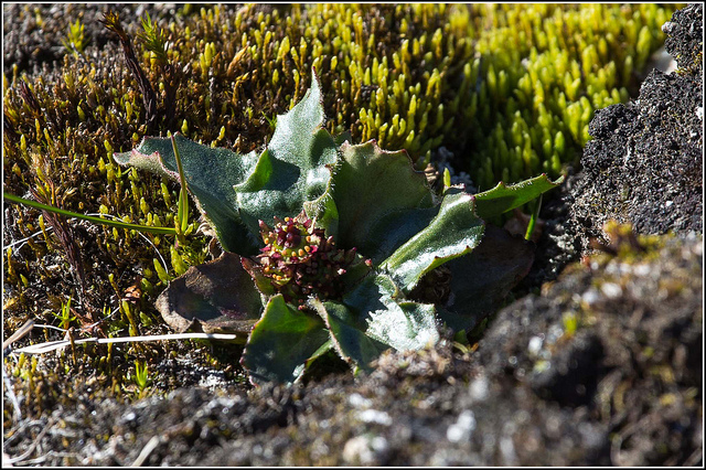 Petasites frigidus (Petasites frigidus)