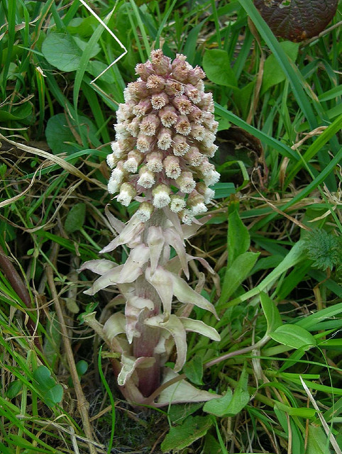Grand pétasite