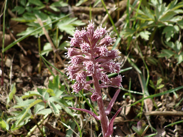 Grand pétasite