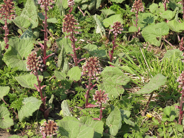 Grand pétasite (Petasites hybridus)