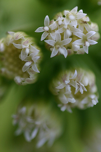 Pétasite du japon (Petasites japonicus)
