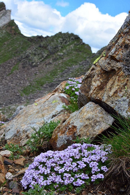 Drave des pyrénées