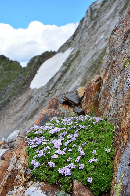 Drave des pyrénées