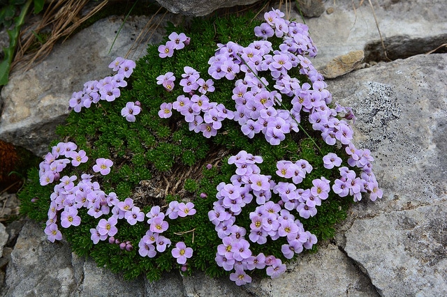 Drave des pyrénées