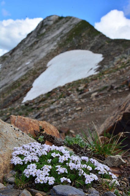 Drave des pyrénées