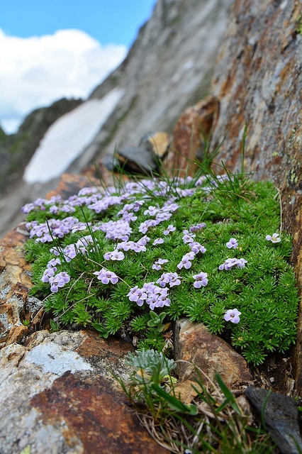 Drave des pyrénées