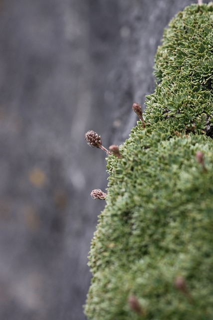 Petrophytum caespitosum