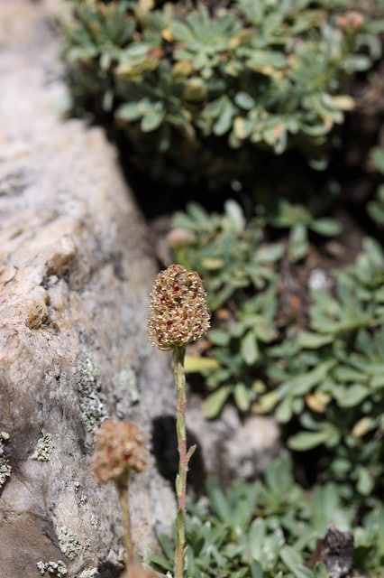 Petrophytum caespitosum