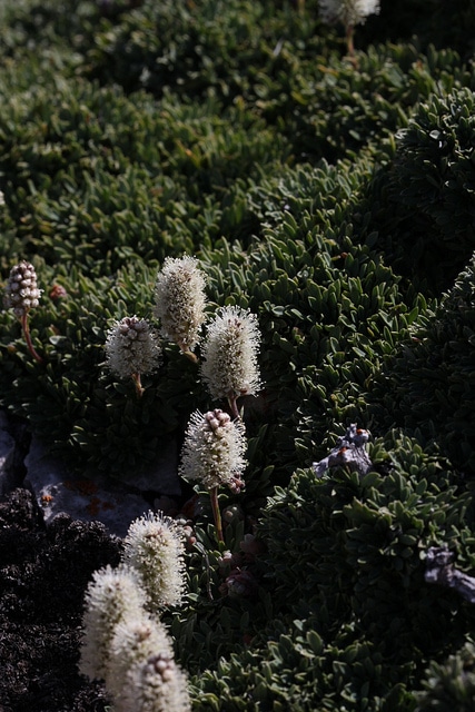 Petrophytum caespitosum