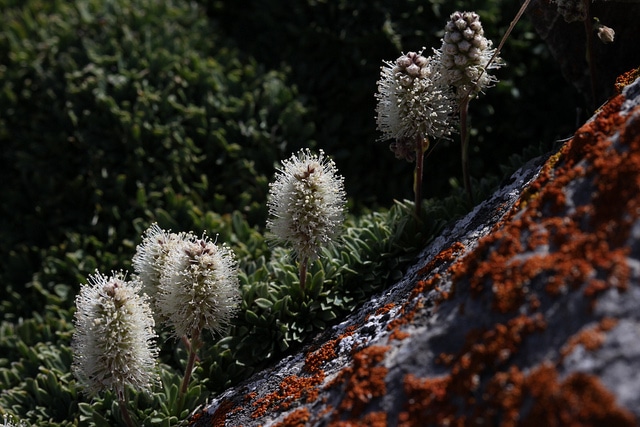 Petrophytum caespitosum