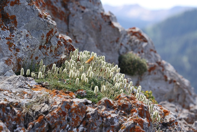 Petrophytum caespitosum
