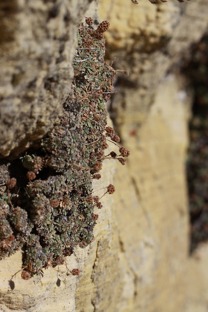 Petrophytum caespitosum