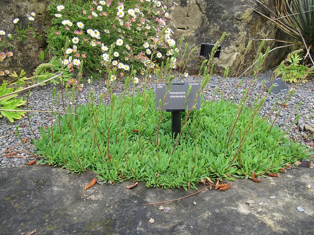 Petrophytum cinerascens (Petrophytum cinerascens)