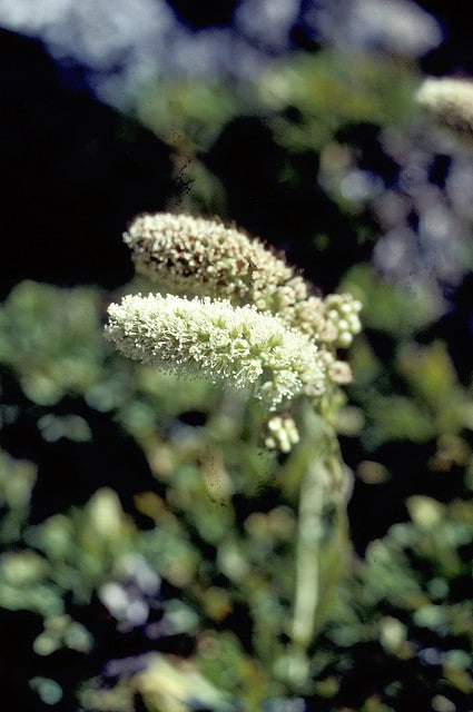 Petrophytum cinerascens