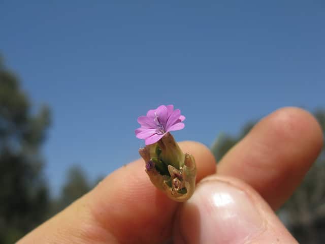 Oeillet douteux (Petrorhagia dubia)