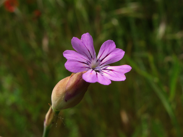 Oeillet de nanteuil (Petrorhagia nanteuilii)