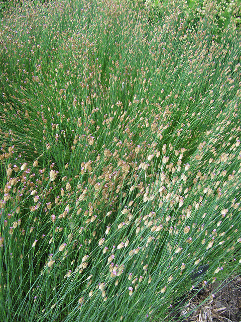 Petrorhagia saxifraga (Petrorhagia saxifraga)