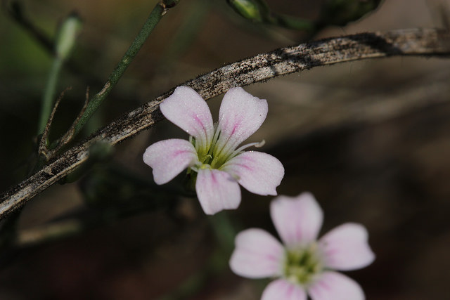 Petrorhagia saxifraga